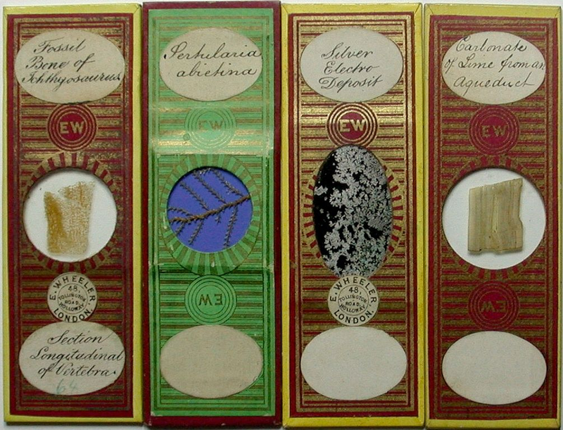 Illustration for article titled Even Victorian microscope slides were beautifully ornate